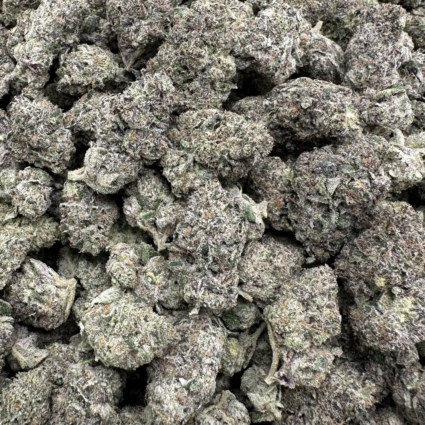 Close-up of dried cannabis buds in a clear plastic bag