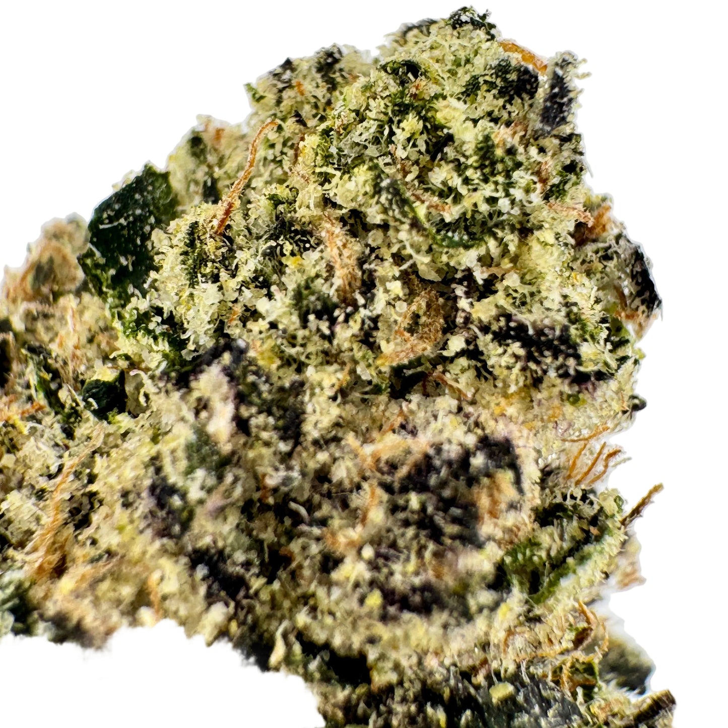 Close-up of a cannabis bud with a white background