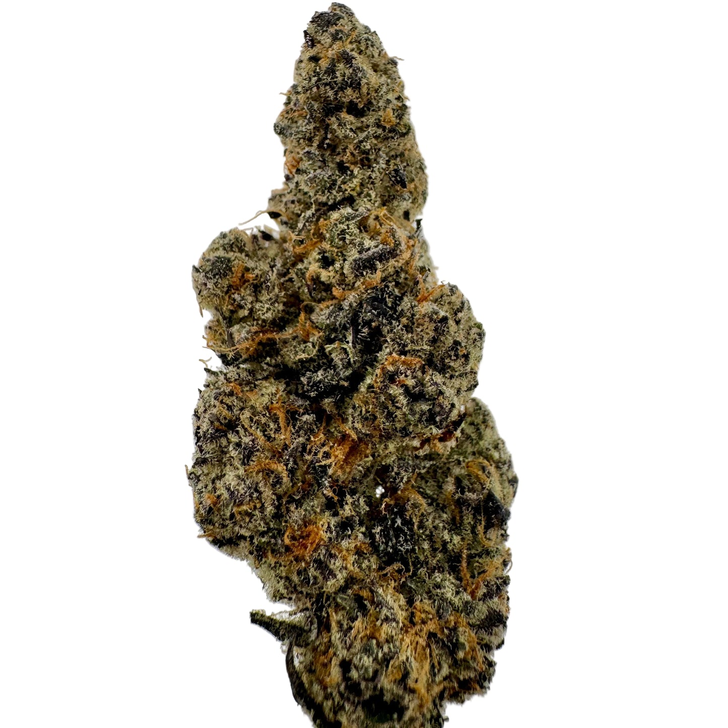 Close-up of a cannabis bud on a white background