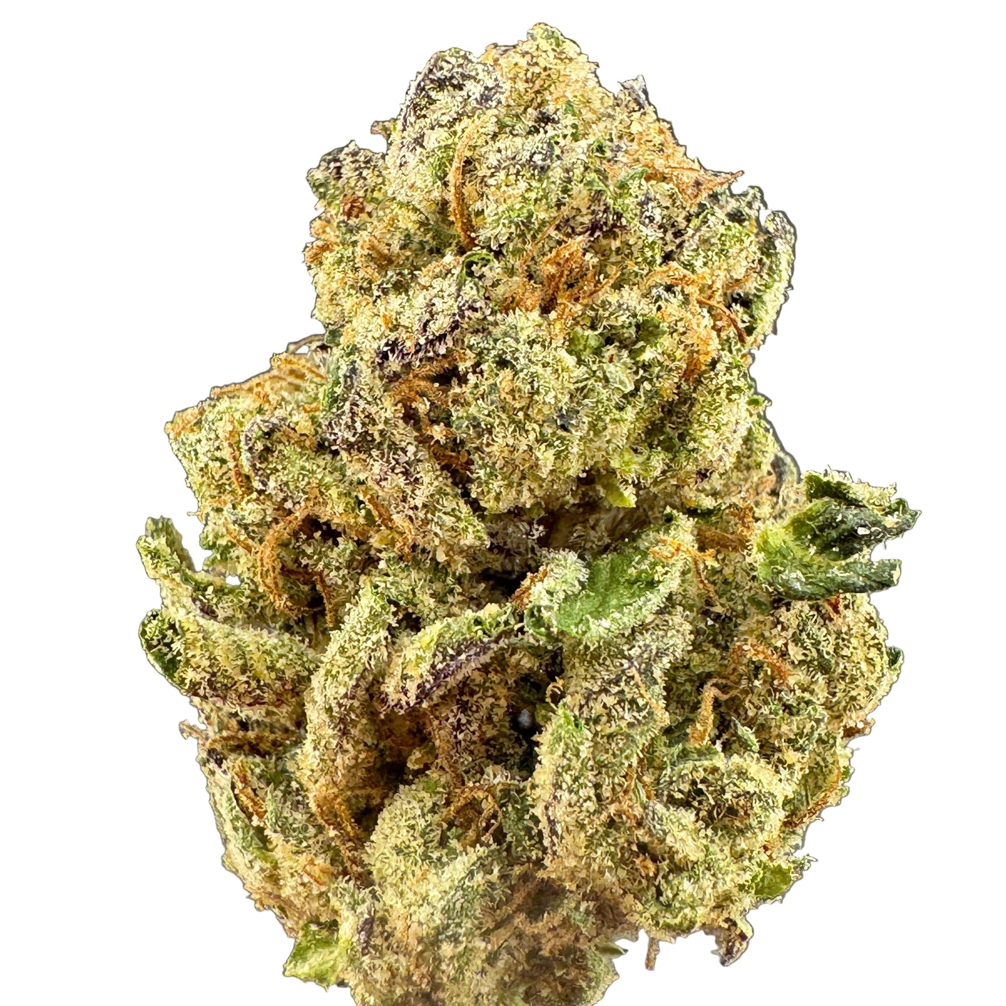 A close-up of a dried cannabis bud with dense green and yellowish-green trichomes, orange-brown hairs, and dark purple shading, set against a dark gray background.