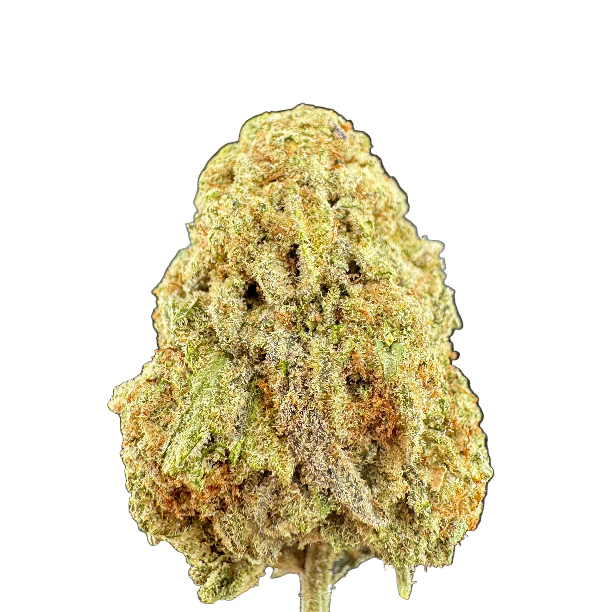 A close-up of a dried cannabis bud with dense trichome coverage, showing shades of olive green, tan, and orange-brown, set against a dark gray background.