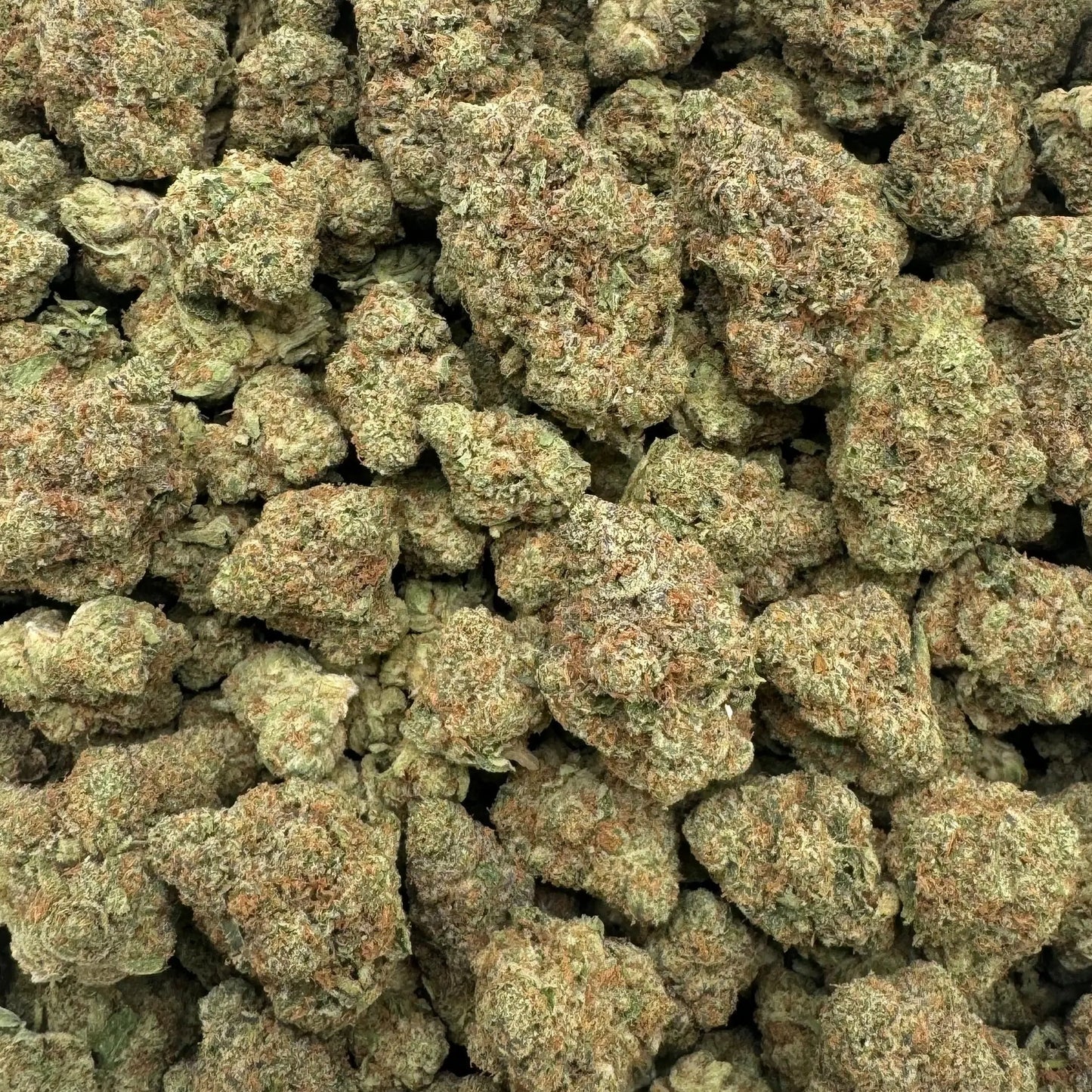 Close-up of cannabis buds in a clear plastic bag