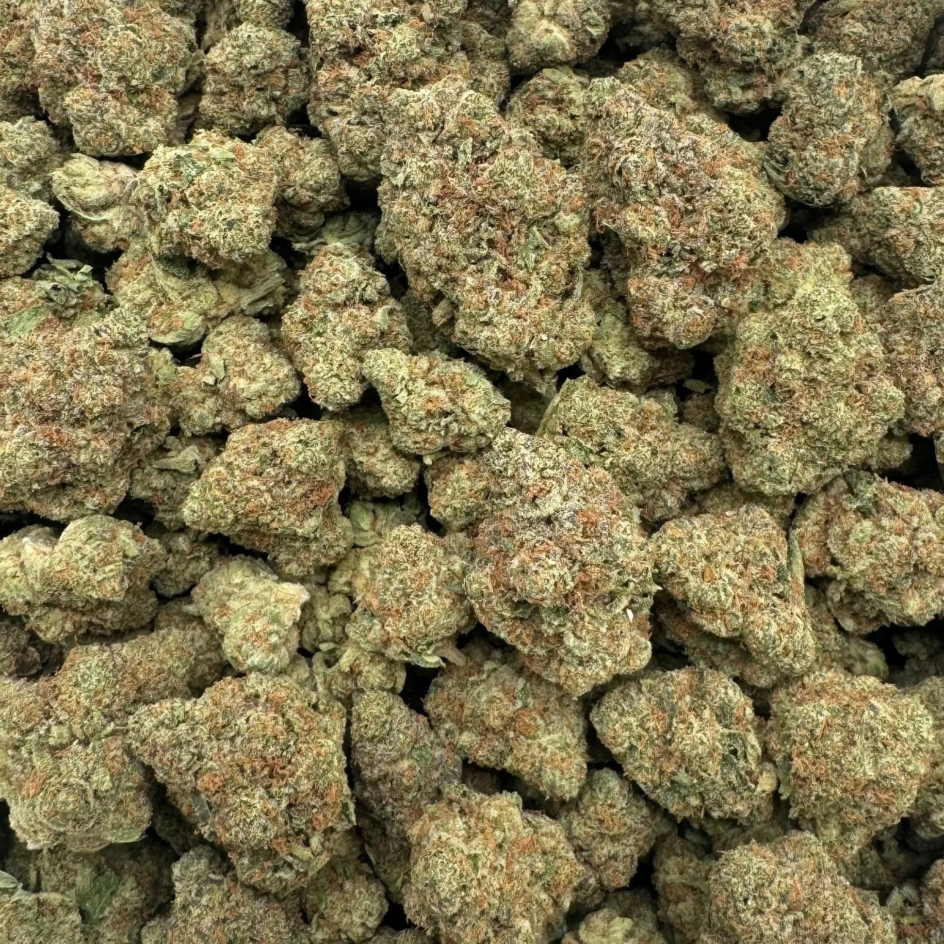 Close-up of cannabis buds in a clear plastic bag