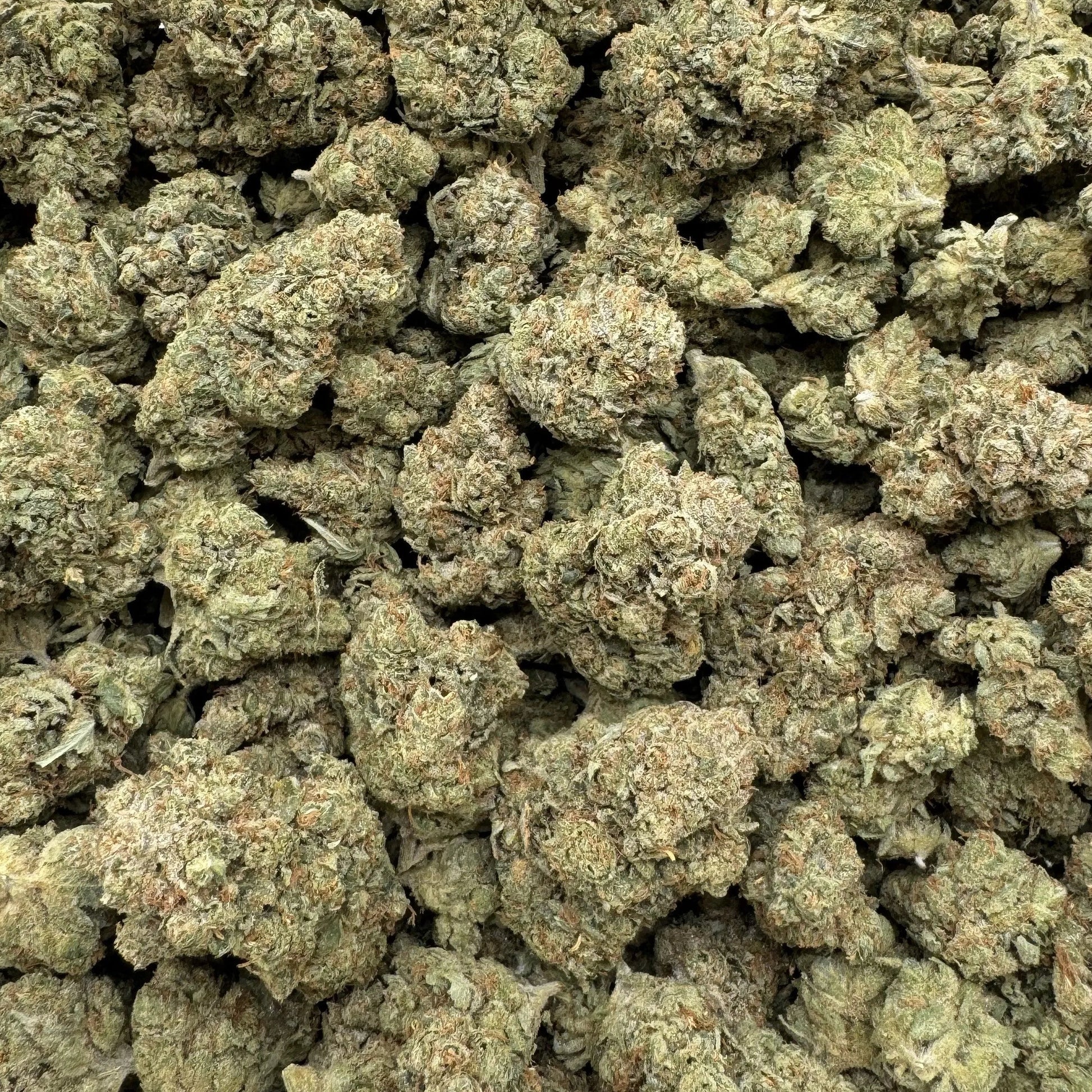 Close-up of dried cannabis buds on a white background