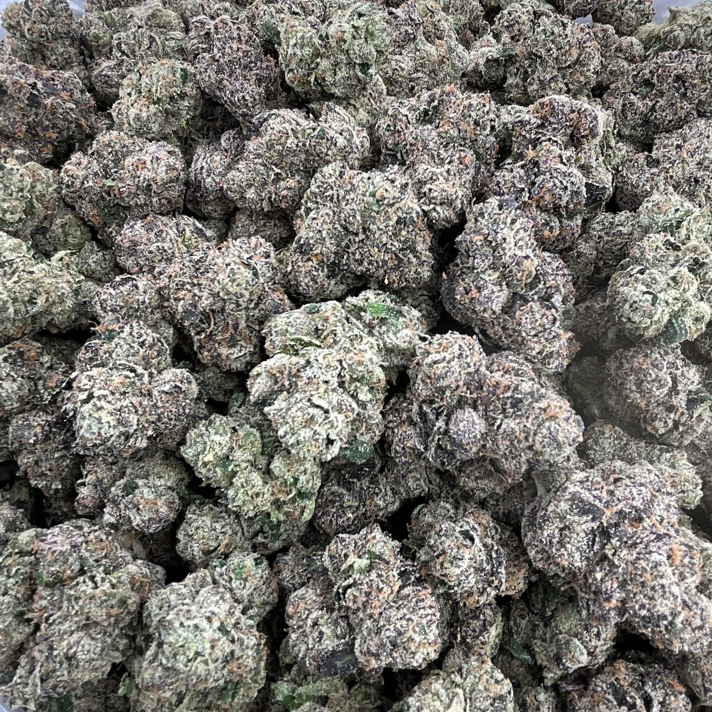 Close-up of cannabis buds on a clear plastic bag against a gray background